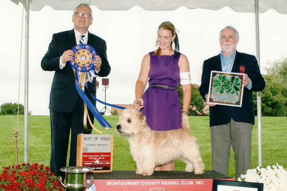 Glen of Imaal Terrier Puppies breeder image 1