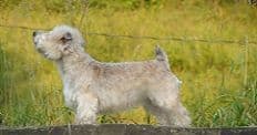 Glen of Imaal Terrier Puppies breeder image 4