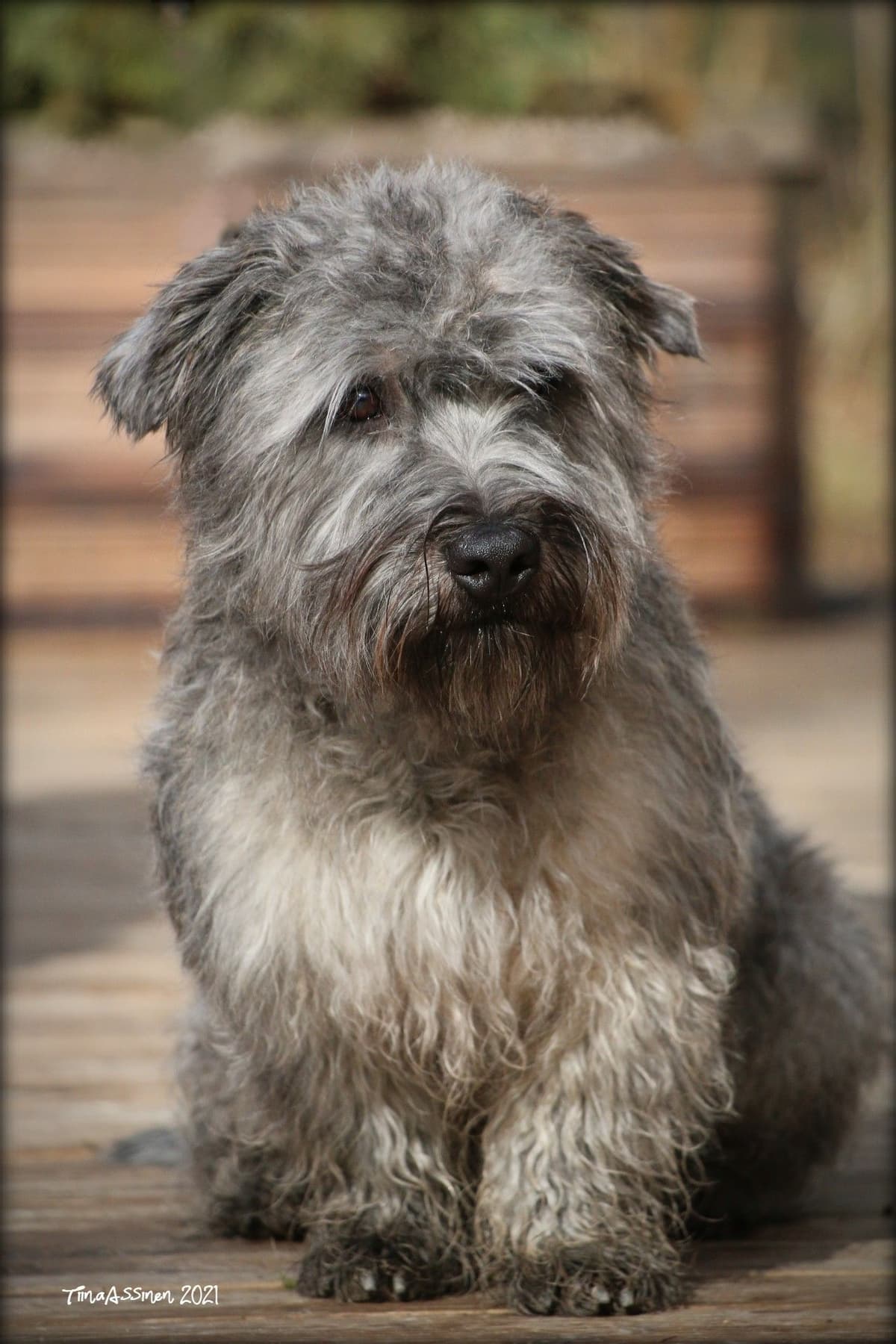 Glen of Imaal Terrier Puppies breeder image 6