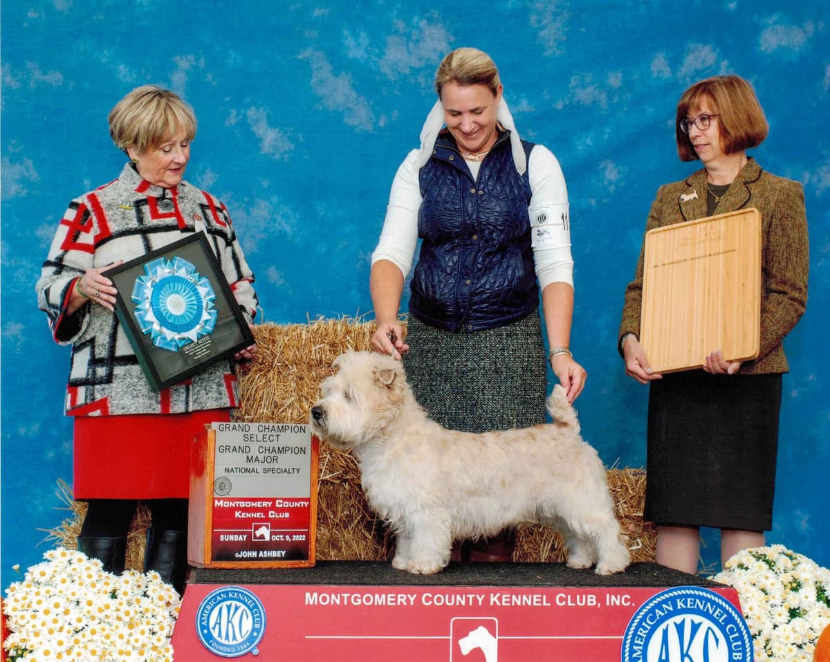 Glen of Imaal Terrier Puppies breeder image 7
