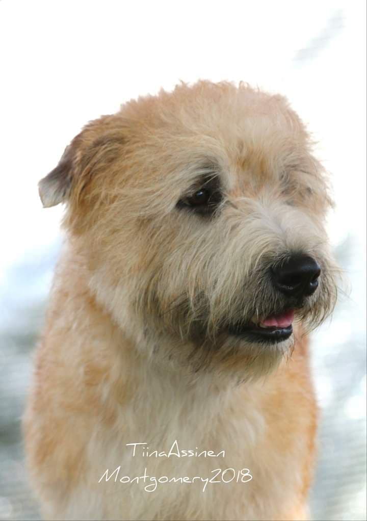 Glen of Imaal Terrier Puppies breeder image 8