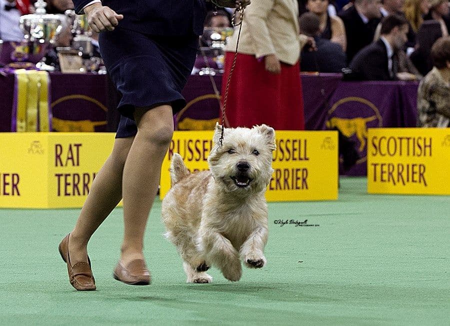 Glen of Imaal Terrier Puppies breeder image 11