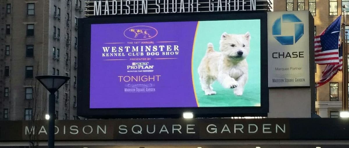Glen of Imaal Terrier Puppies breeder image 13
