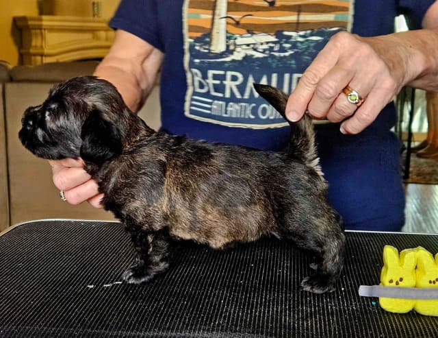 Glen of Imaal Terrier Puppies media 2