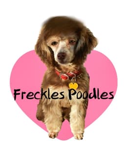 Freckles Poodles