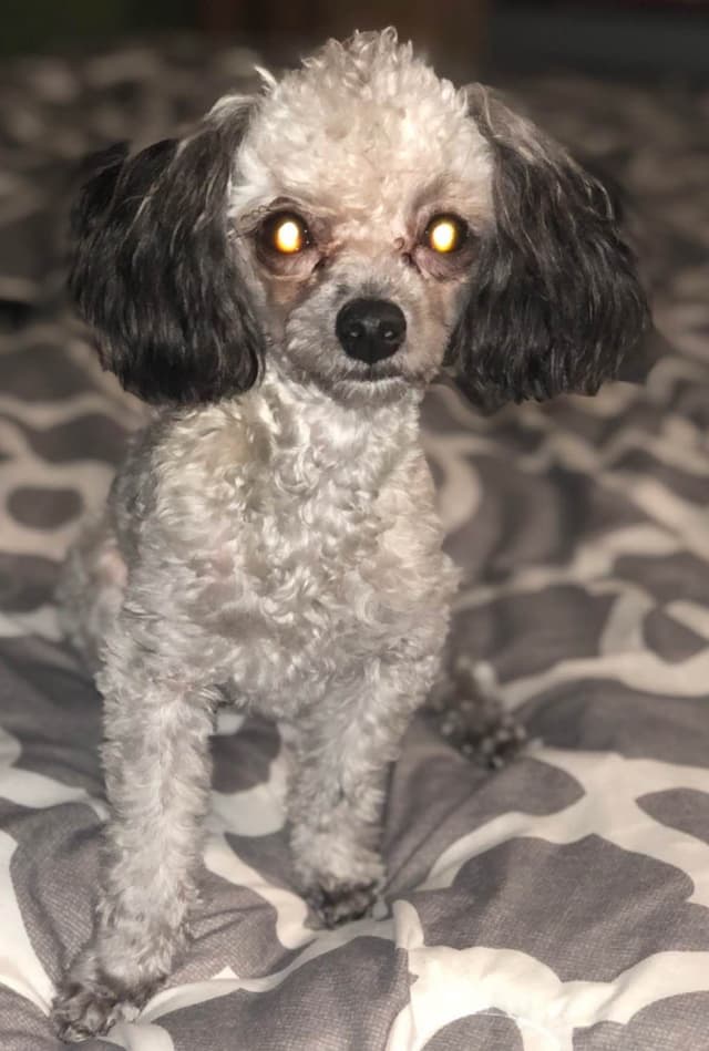 Sable & Black Female Poodle Puppies media 4