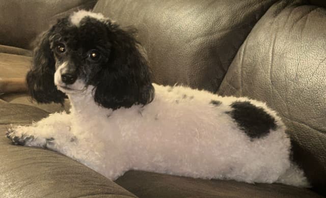 Sable & Black Female Poodle Puppies media 5
