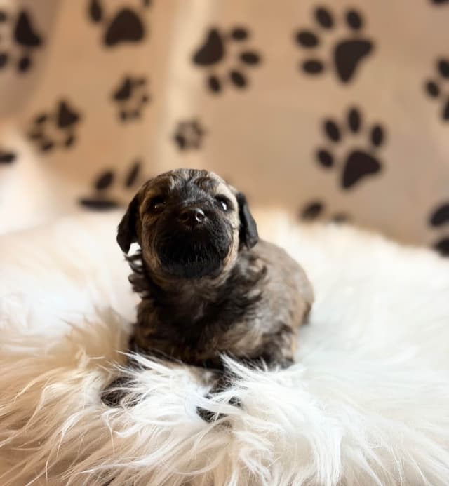 Sable & Black Female Poodle Puppies media 6