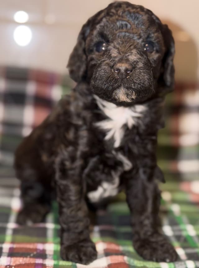 Sable & Black Female Poodle Puppies media 7