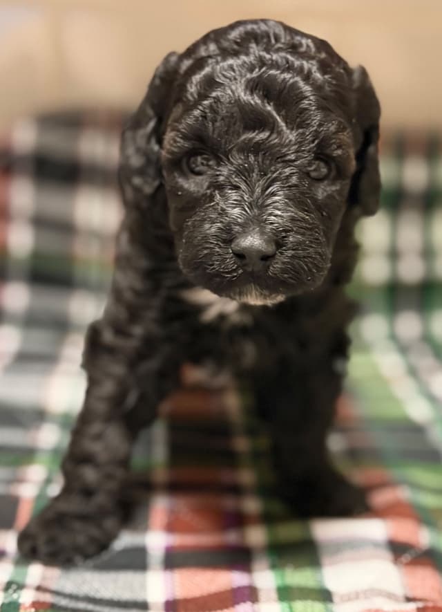 Sable & Black Female Poodle Puppies media 9