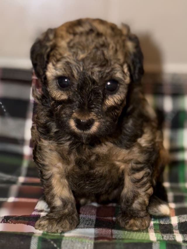 Sable & Black Female Poodle Puppies media 10