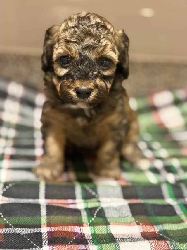 Sable & Black Female Poodle Puppies media 12