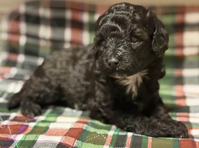 Sable & Black Female Poodle Puppies media 11