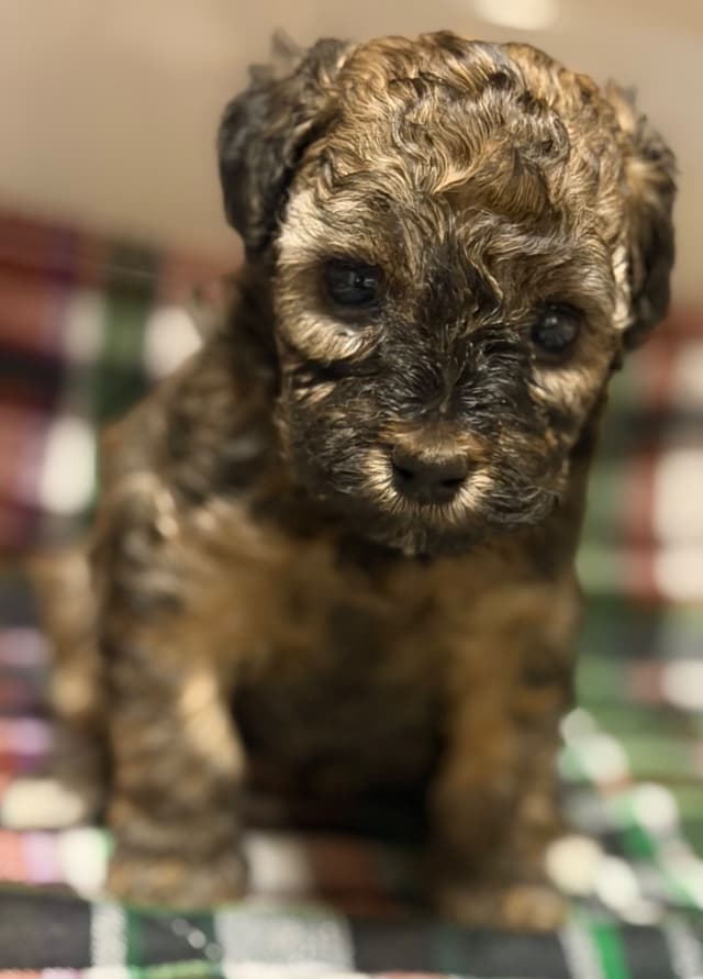 Sable & Black Female Poodle Puppies media 13