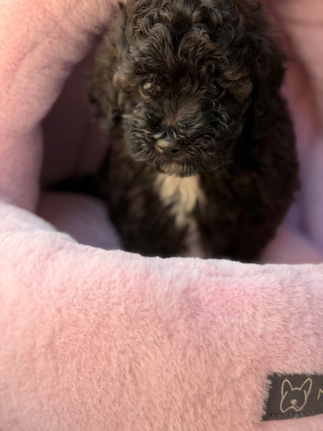 Sable & Black Female Poodle Puppies media 17