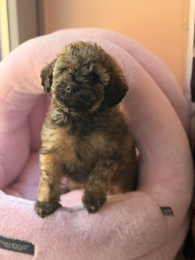 Sable & Black Female Poodle Puppies media 16