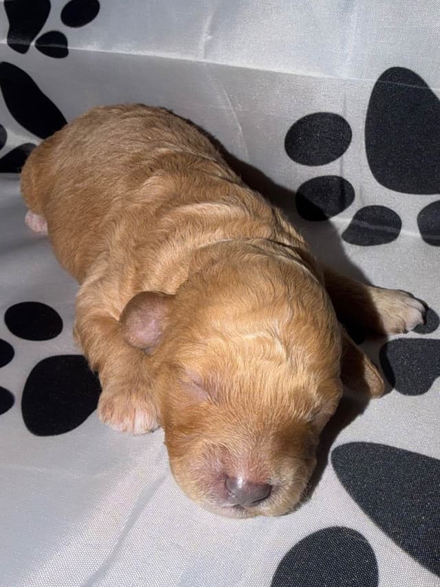Mini Black Abstract Brindle  Females media 3