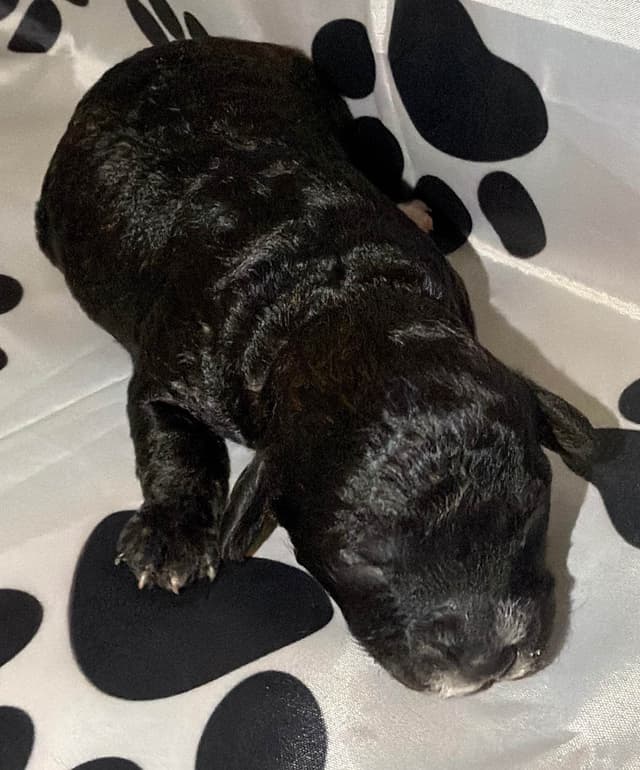 Mini Black Abstract Brindle  Females media 5