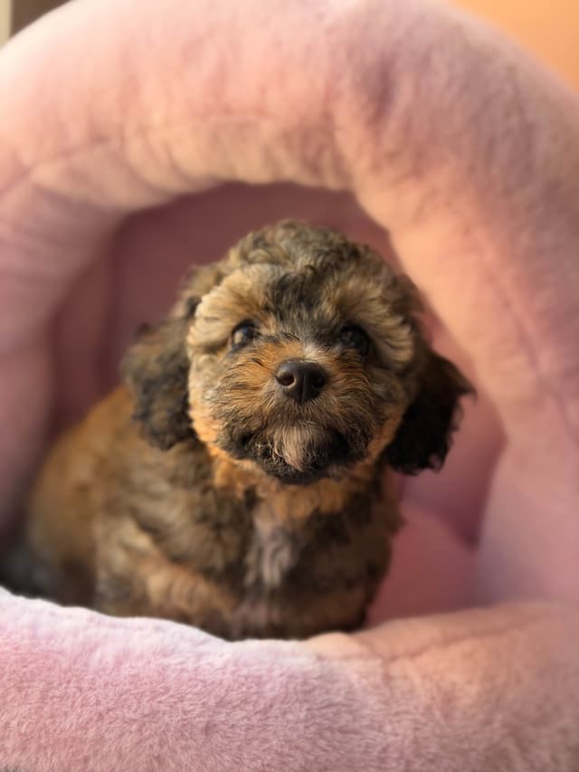 Sable & Black Female Poodle Puppies media 18
