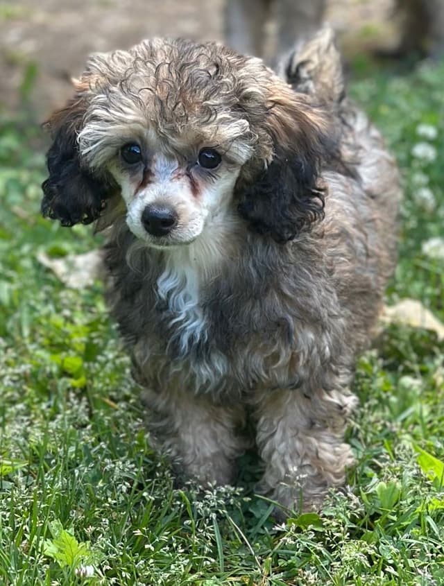 Sable & Black Female Poodle Puppies media 19