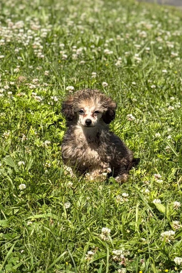 Sable & Black Female Poodle Puppies media 20