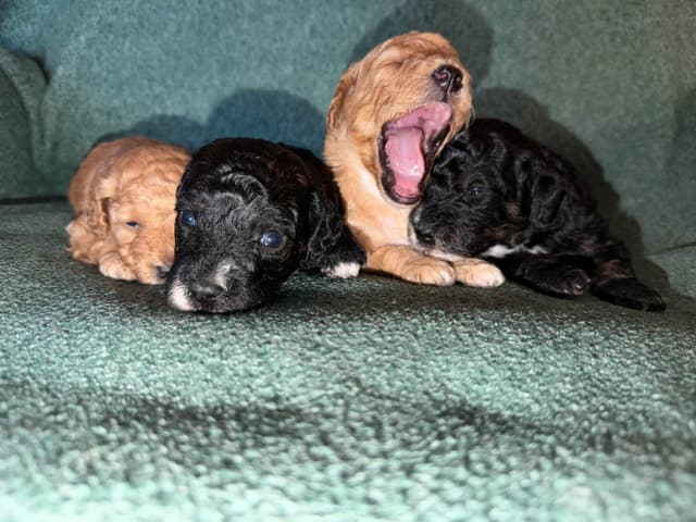 Mini Black Abstract Brindle  Females media 6