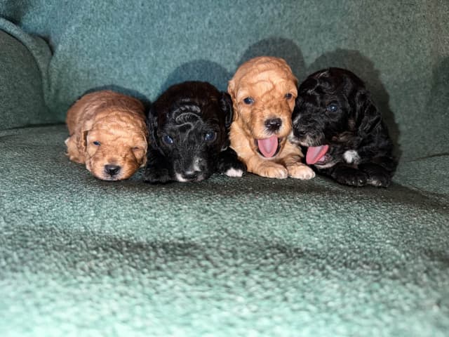 Mini Black Abstract Brindle  Females media 2