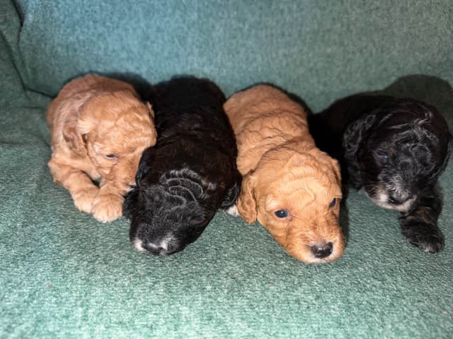 Mini Black Abstract Brindle  Females media 7