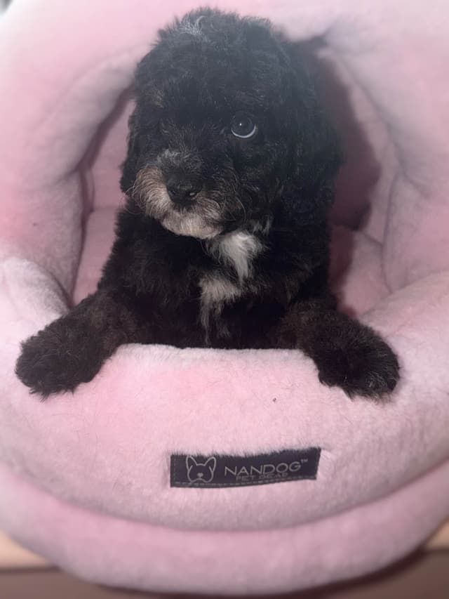 Mini Black Abstract Brindle  Females media 8