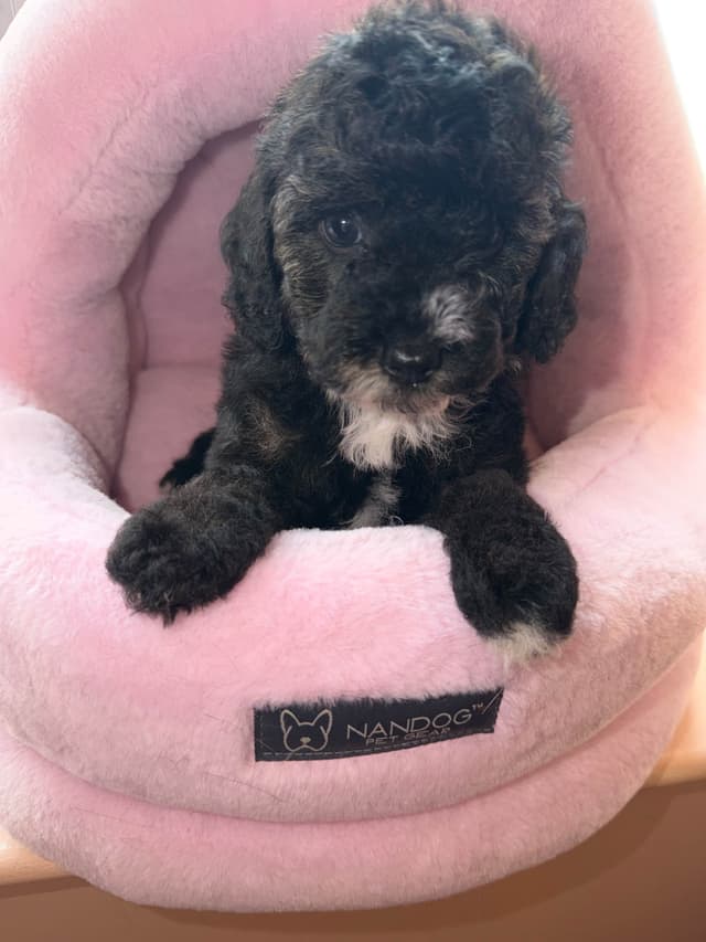 Mini Black Abstract Brindle  Females media 9