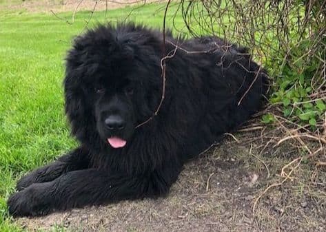 Newfoundland Puppies breeder image 10