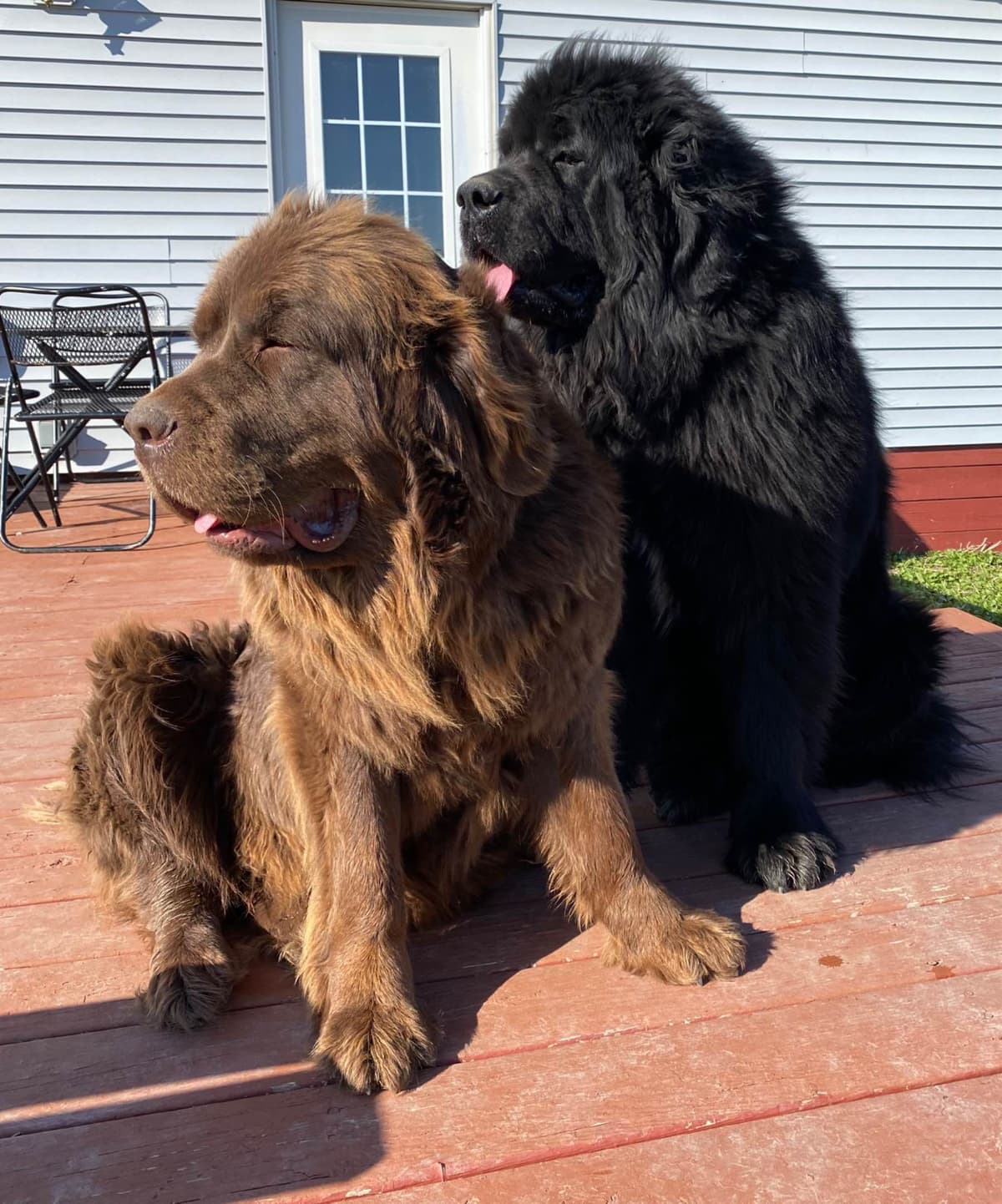 Newfoundland Puppies breeder image 11