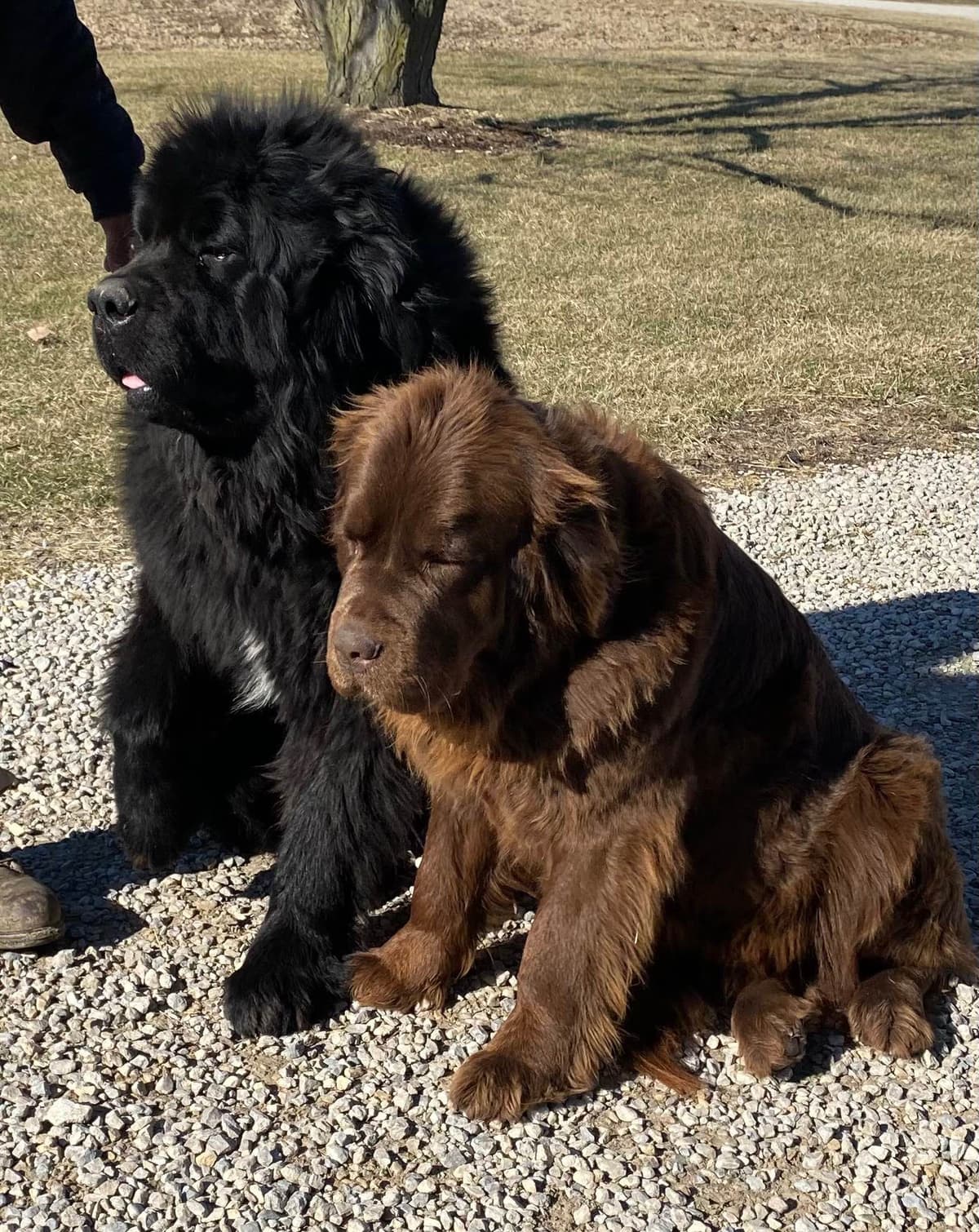 Newfoundland Puppies breeder image 8