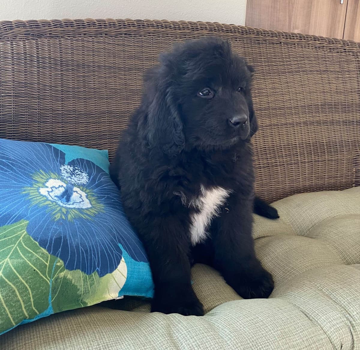 Newfoundland Puppies breeder image 7