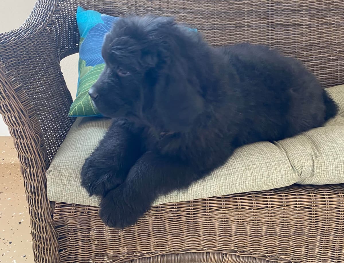 Newfoundland Puppies breeder image 6