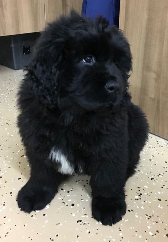 Newfoundland Puppies breeder image 5