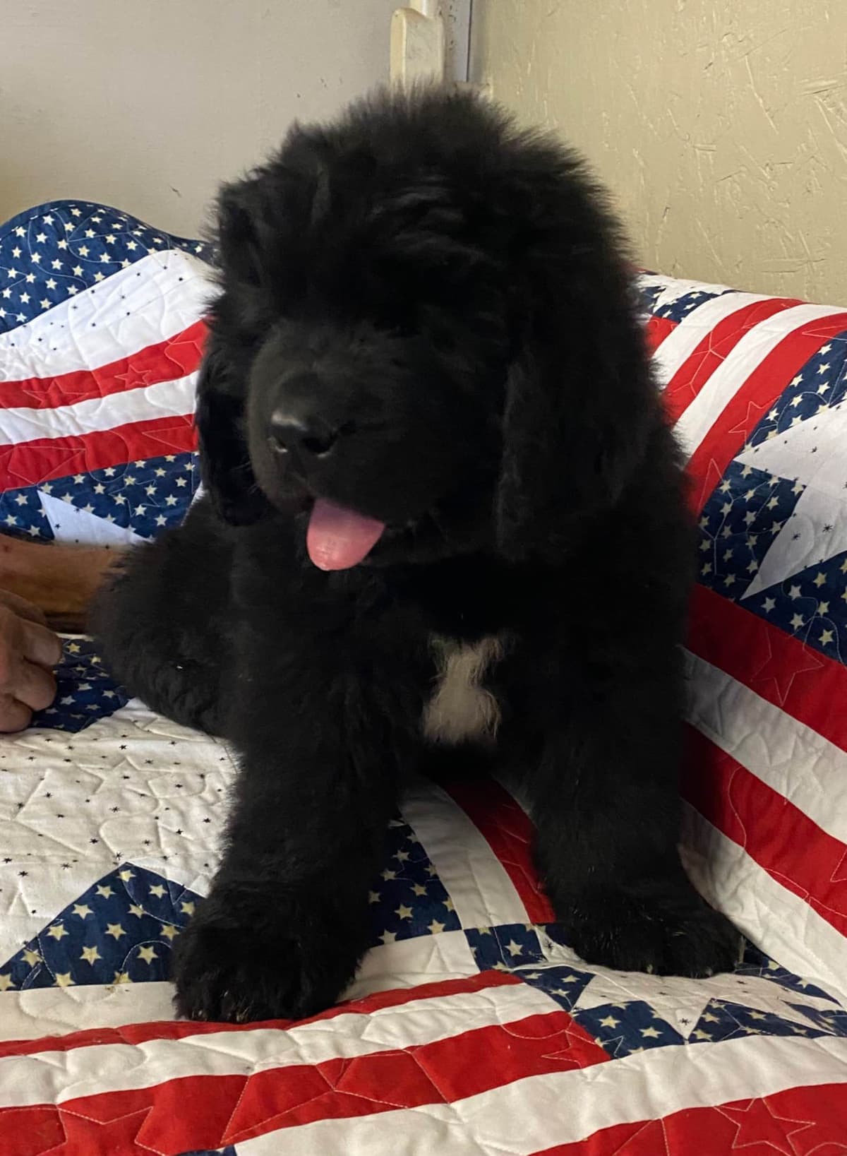 Newfoundland Puppies breeder image 2