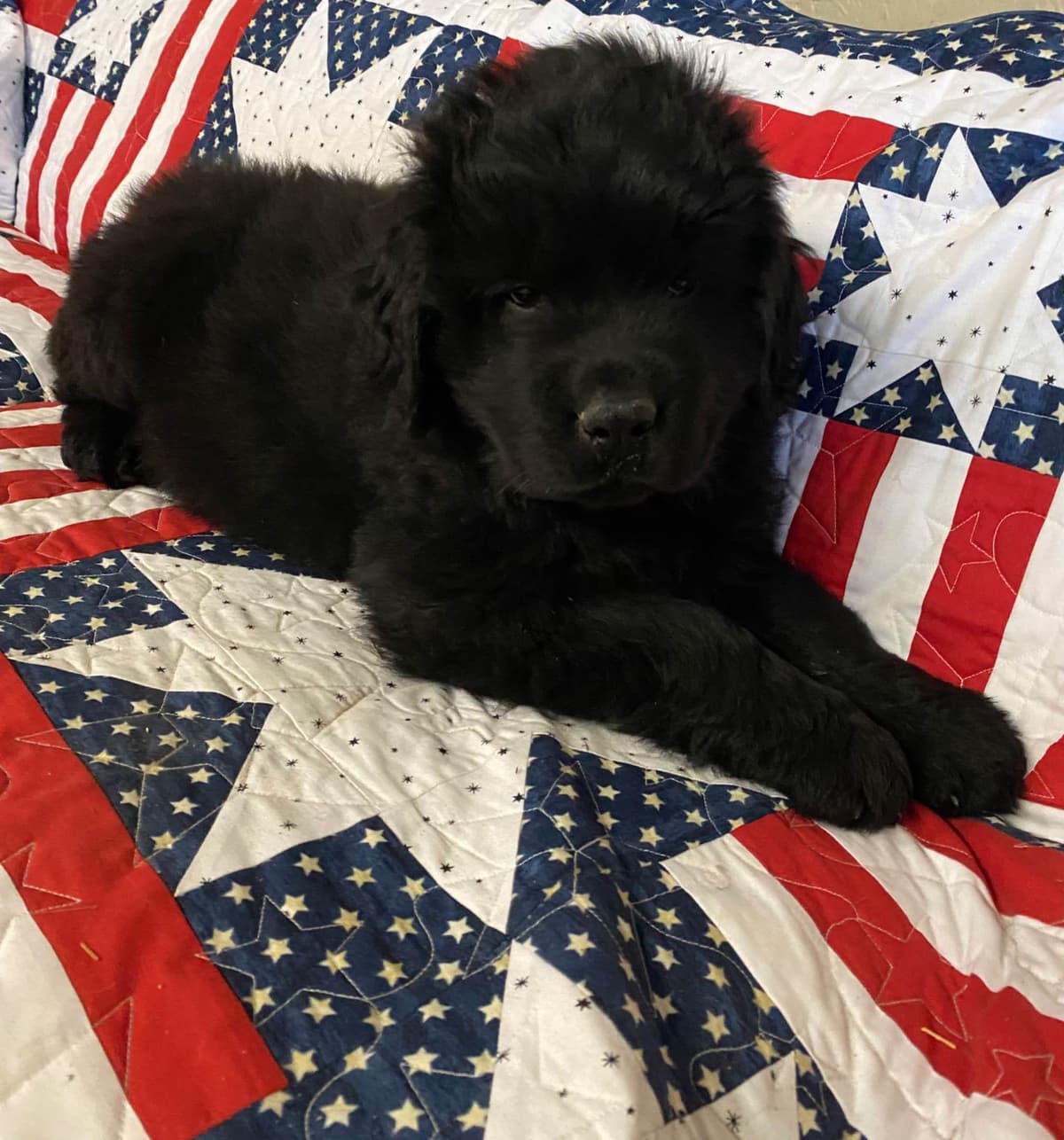Newfoundland Puppies breeder image 3