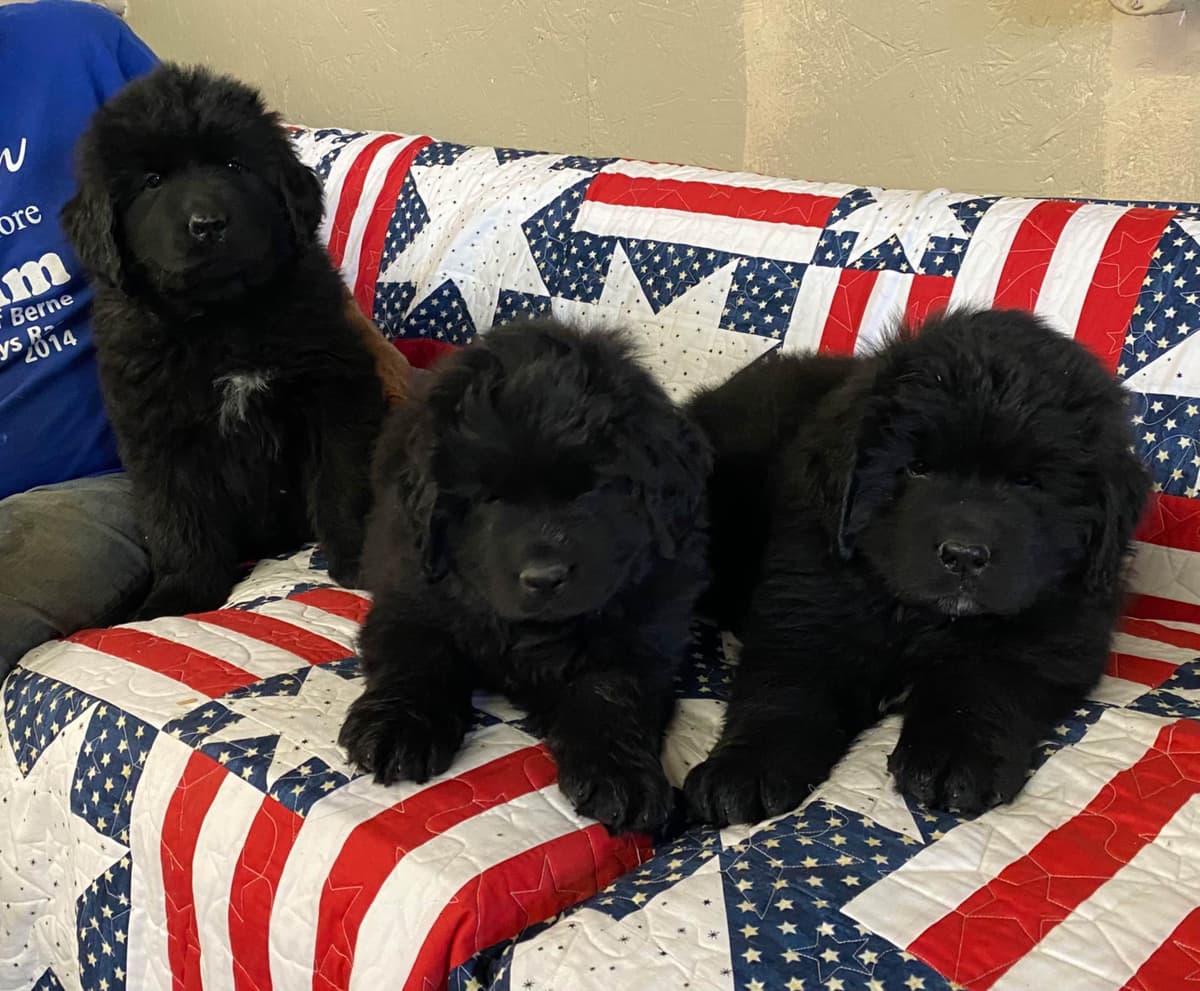 Newfoundland Puppies breeder image 4