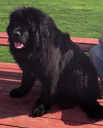 Newfoundland Puppies media 2