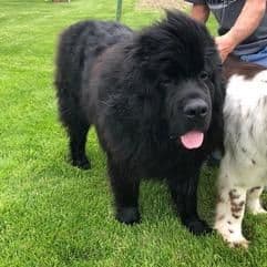 Newfoundland Puppies media 3
