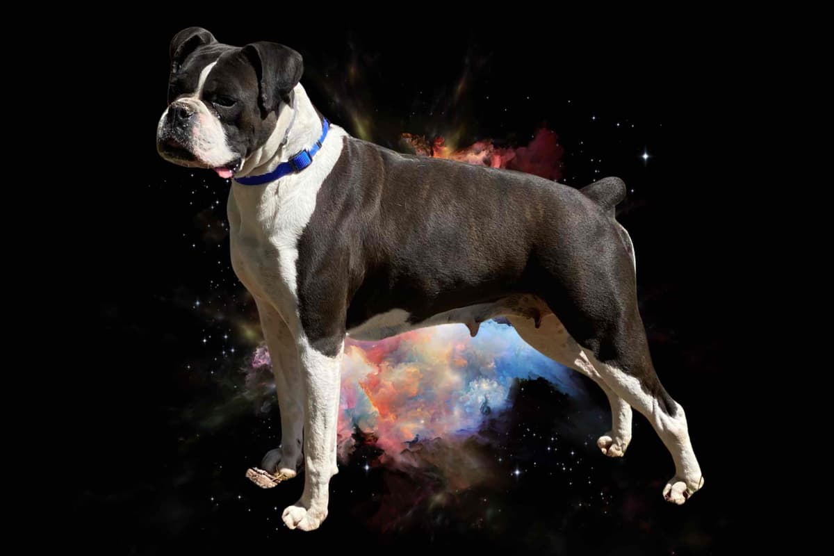 Boxer Puppies breeder image 4