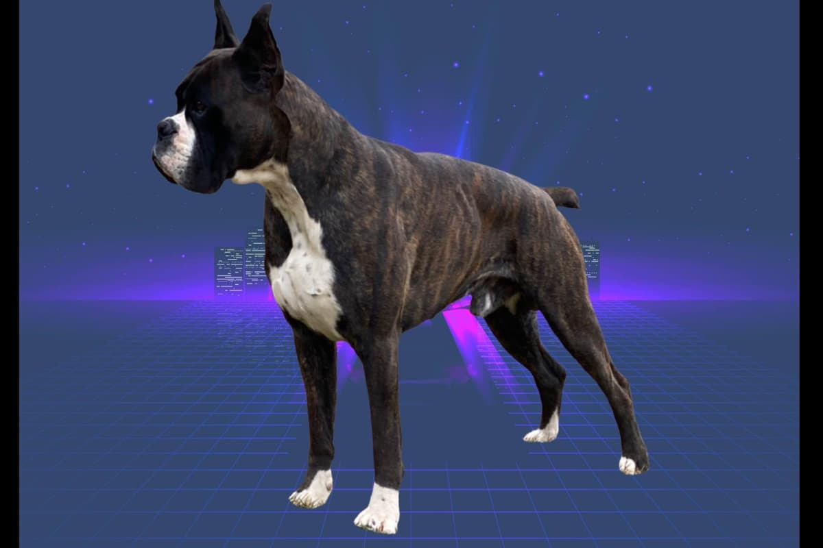 Boxer Puppies breeder image 5
