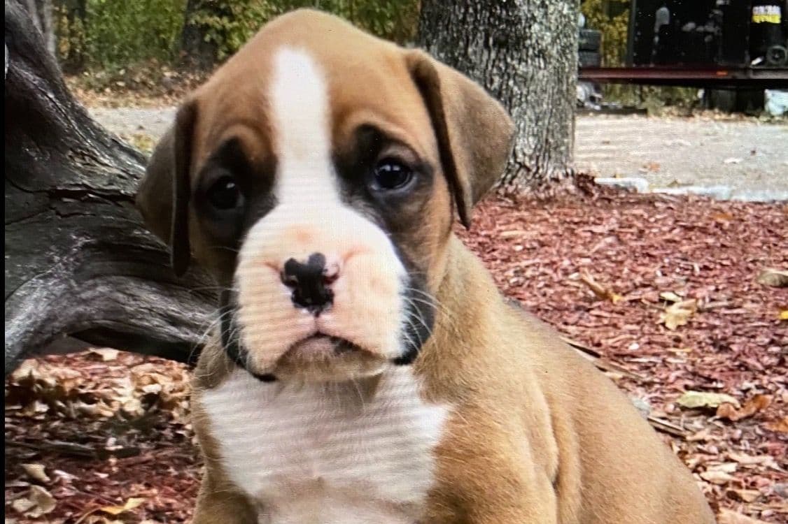Boxer Puppies breeder image 6