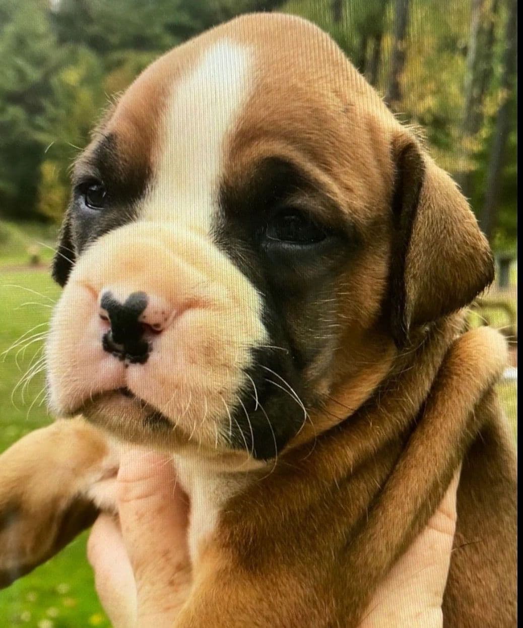 Boxer Puppies breeder image 7