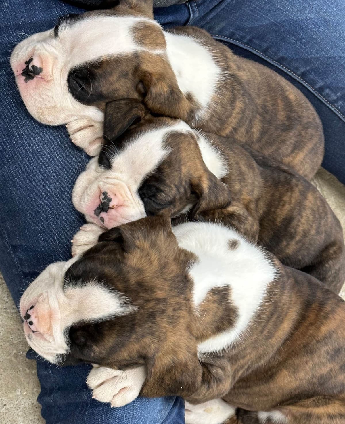 Boxer Puppies breeder image 10