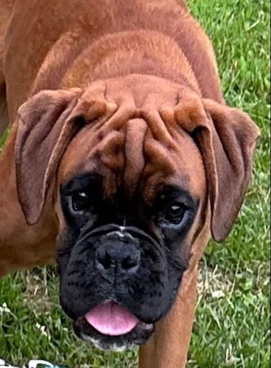 Boxer Puppies breeder image 9