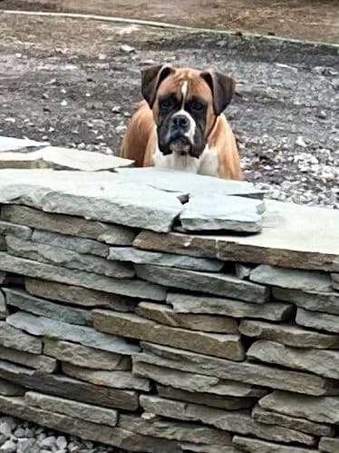 Boxer Puppies breeder image 12