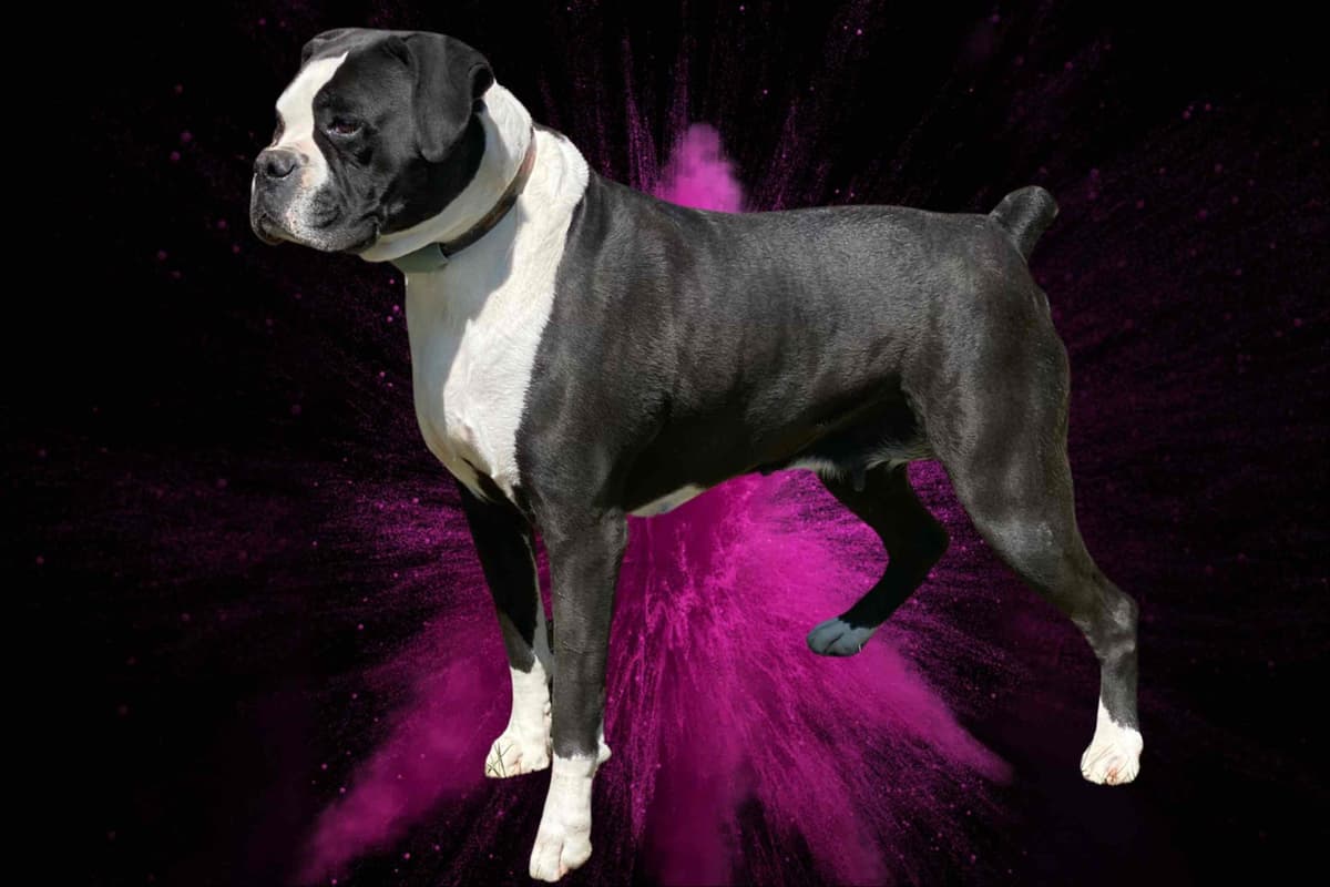 Boxer Puppies breeder image 11