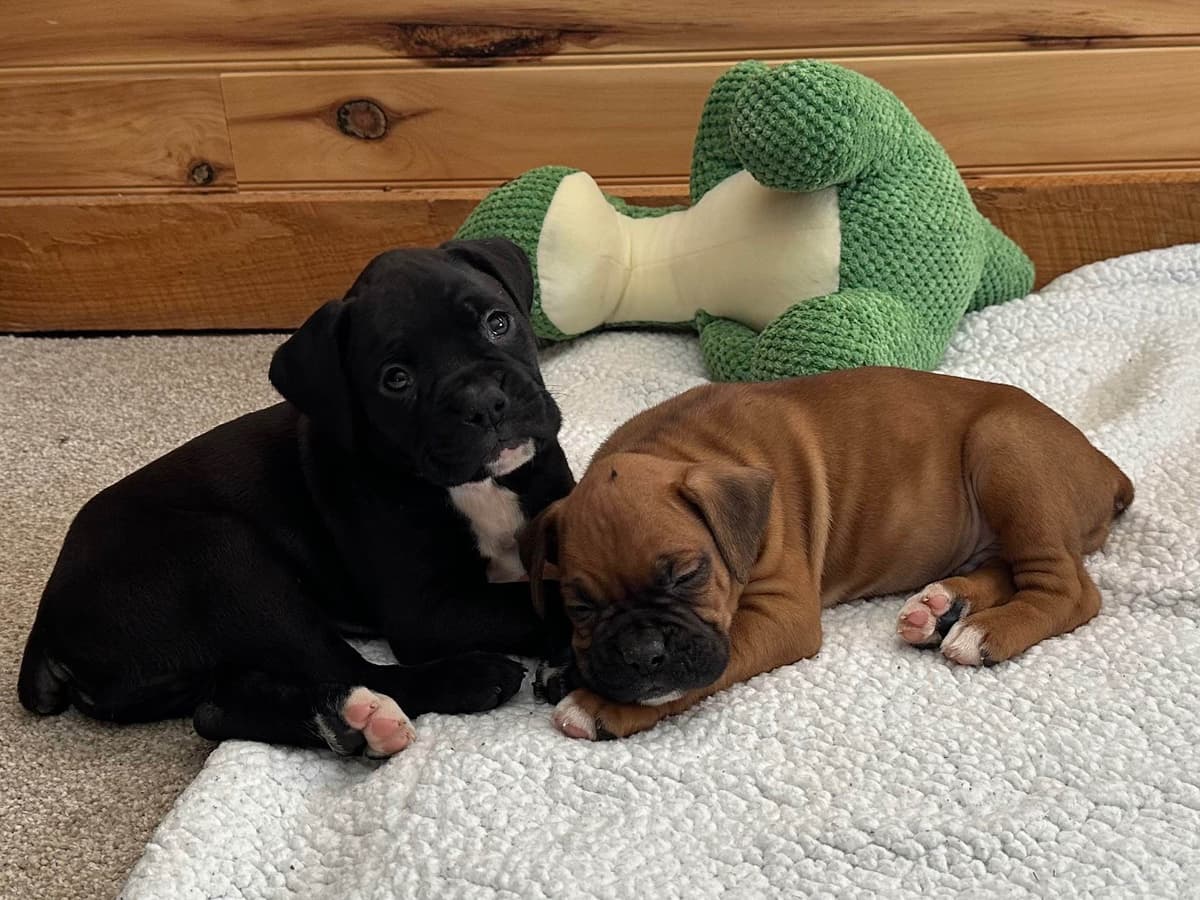 Boxer Puppies breeder image 14